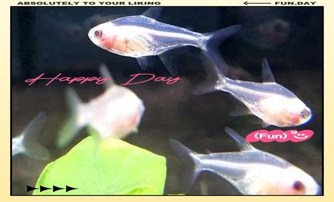 河里一種很小透明的魚【關于河流中常見透明小魚的詳細介紹】