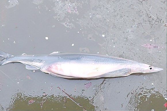 河里一種很小透明的魚【關于河流中常見透明小魚的詳細介紹】