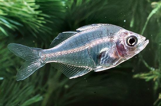 河里一種很小透明的魚【關于河流中常見透明小魚的詳細介紹】
