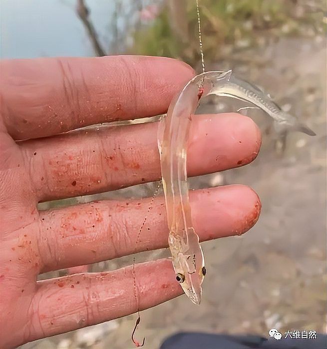 河里一種很小透明的魚【關于河流中常見透明小魚的詳細介紹】