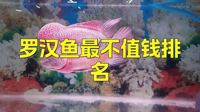 羅漢魚最不值錢排名