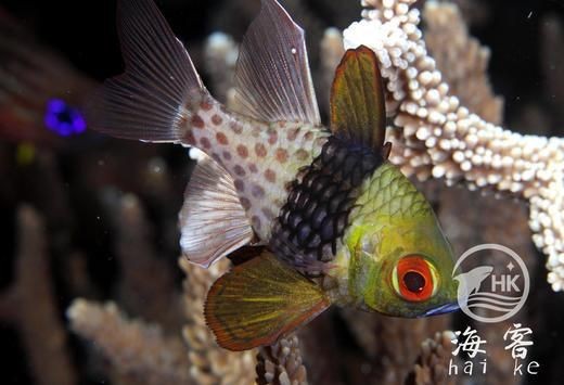 紅眼玫瑰魚【珊瑚礁中的紅眼玫瑰魚】