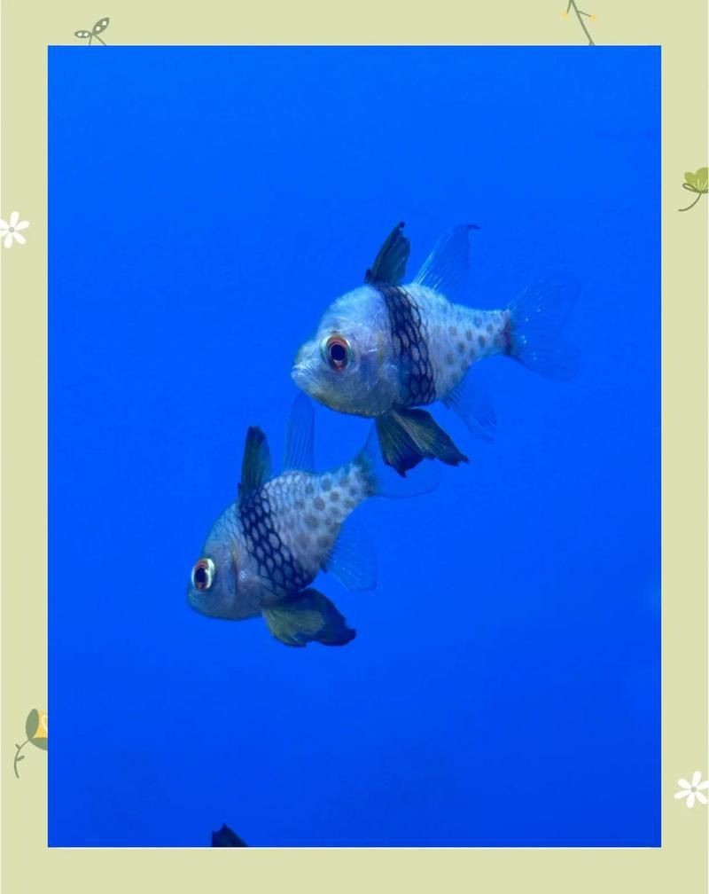 紅眼玫瑰魚【珊瑚礁中的紅眼玫瑰魚】