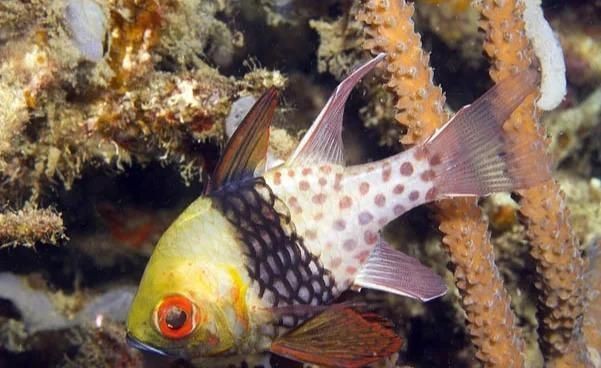 紅眼玫瑰魚【珊瑚礁中的紅眼玫瑰魚】