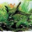 紅眼玫瑰魚【珊瑚礁中的紅眼玫瑰魚】