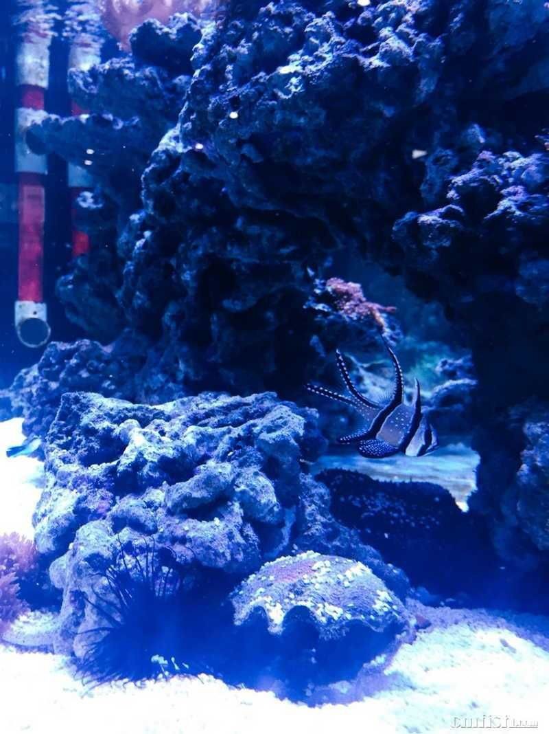 紅眼玫瑰魚【珊瑚礁中的紅眼玫瑰魚】