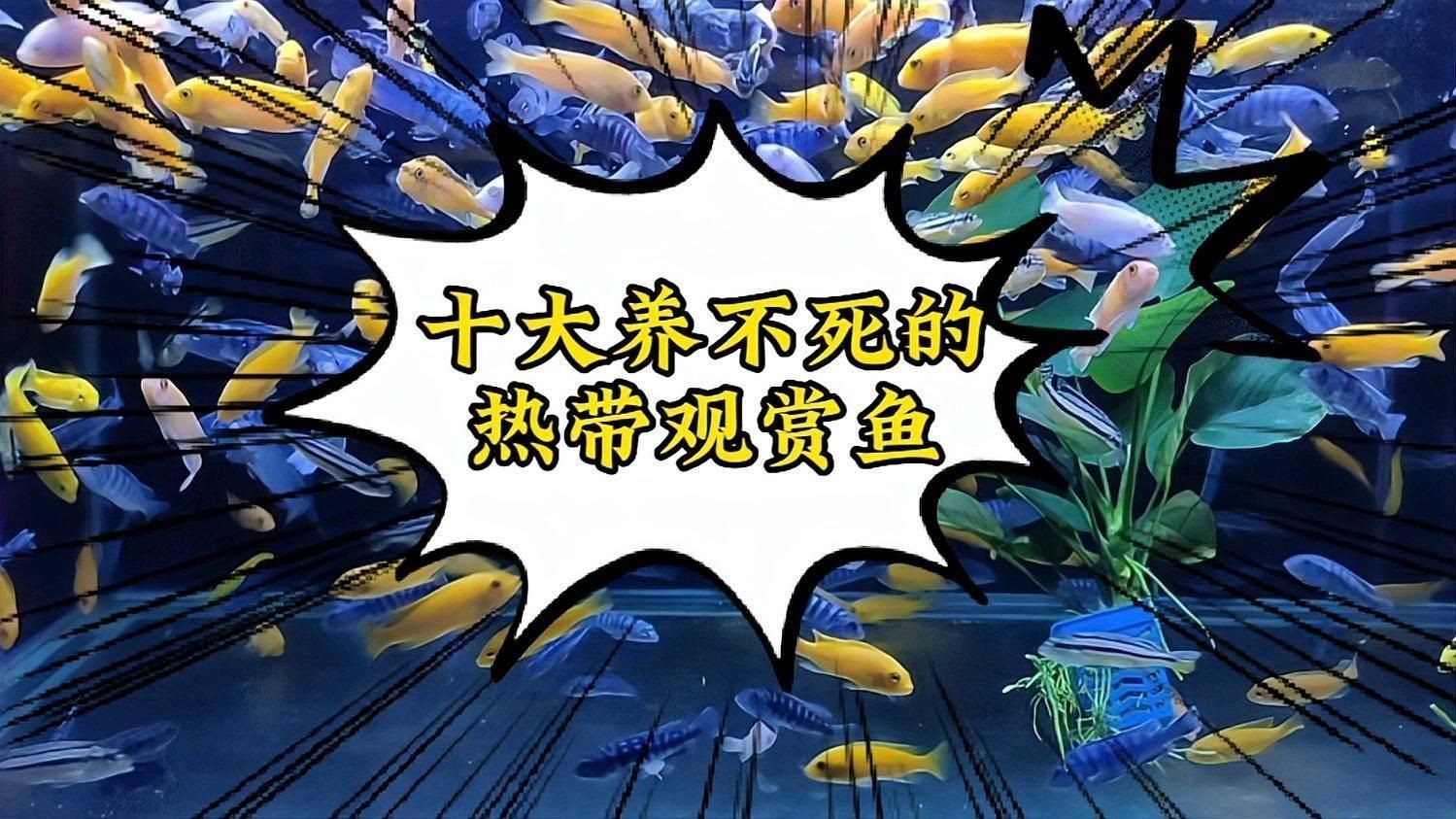 十大最好養(yǎng)的觀賞魚【十大最適合新手養(yǎng)的十大觀賞魚,爆缸王孔雀魚上榜!】