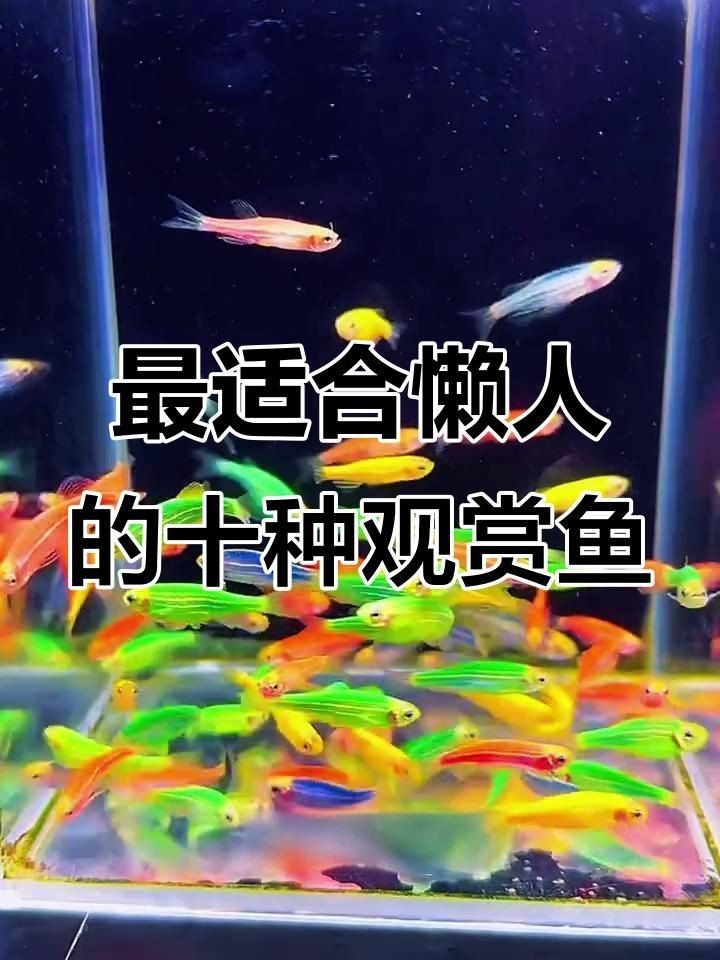 十大最好養(yǎng)的觀賞魚【十大最適合新手養(yǎng)的十大觀賞魚,爆缸王孔雀魚上榜!】