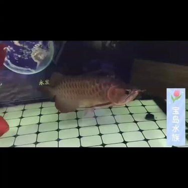 新河龍魚(yú)店【如何挑選健康的龍魚(yú)】