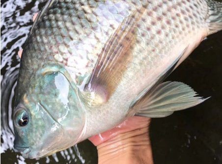 魚細菌感染的6大表現【魚類細菌感染的臨床表現及其病理機制】