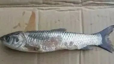 魚細菌感染的6大表現【魚類細菌感染的臨床表現及其病理機制】