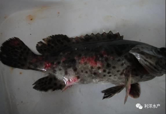 魚細菌感染的6大表現【魚類細菌感染的臨床表現及其病理機制】