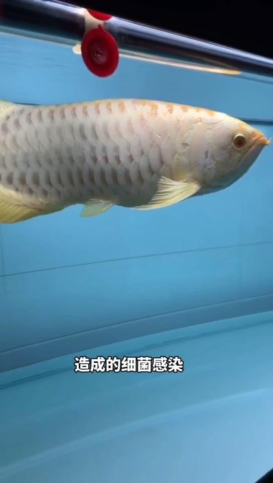 如何預(yù)防龍魚再次爛鰭爛尾？【智能模式回答完成調(diào)用工具：百度健康】