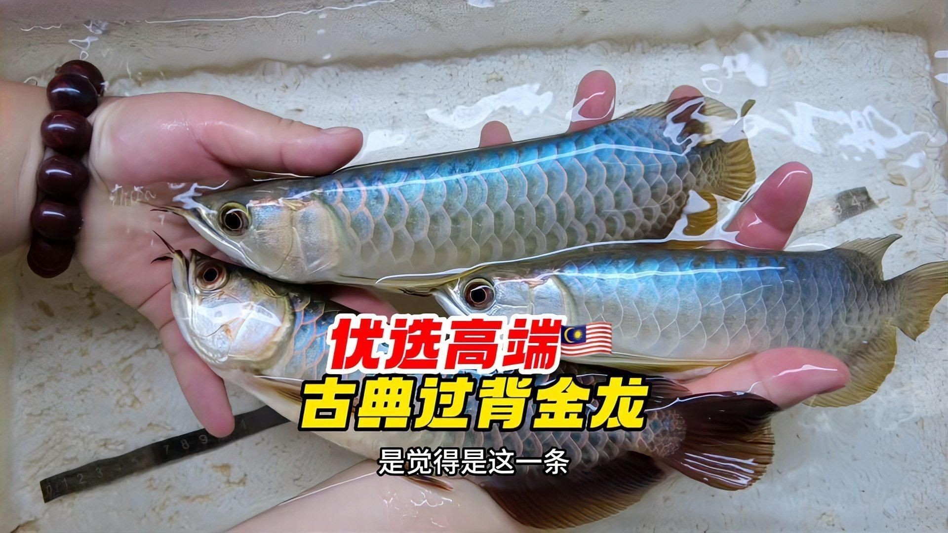 賽級古典過背金龍質(zhì)量怎么樣【賽級古典過背金龍】