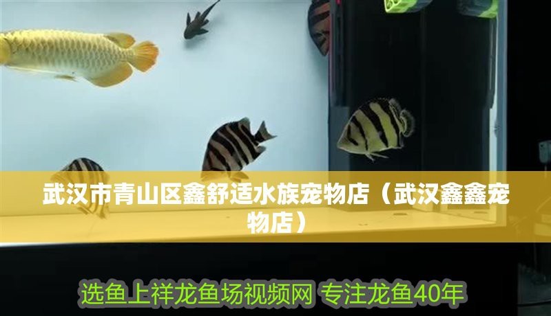<strong><mark>青山</mark></strong>水族店【武漢市<strong><mark>青山</mark></strong>區小小魚兒水族店有哪些特色產品有哪些】
