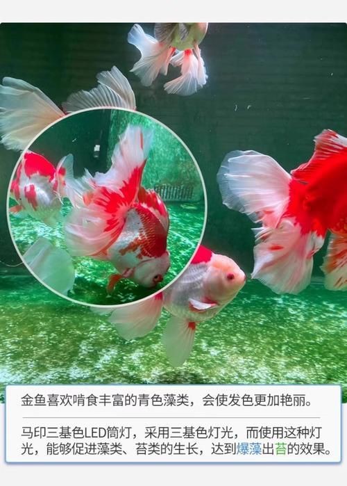 馬印神燈水草【馬印神燈作為水族照明領(lǐng)域的專業(yè)燈具】