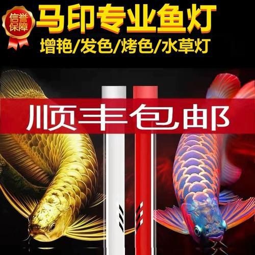 馬印神燈水草【馬印神燈作為水族照明領(lǐng)域的專業(yè)燈具】