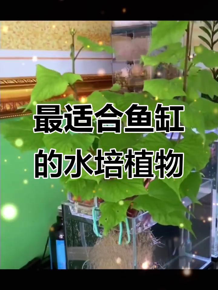 龍魚缸中應該放哪些植物？【魚缸造景水草怎么選】