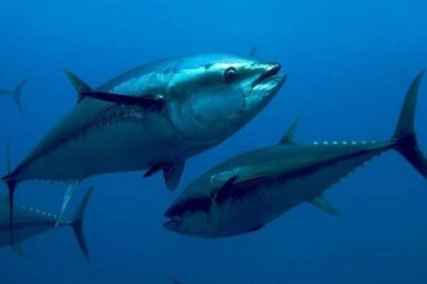 海魚價格一覽表【2017年7月海魚價格分類一覽表】