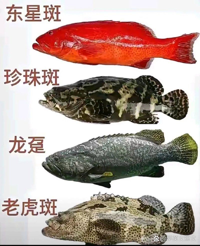 海魚價格一覽表【2017年7月海魚價格分類一覽表】