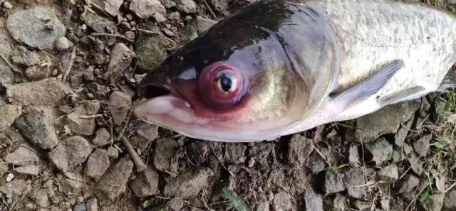 如何預防龍魚出血病？【智能模式回答完成調用工具：龍魚出血病是什么原因導致的】