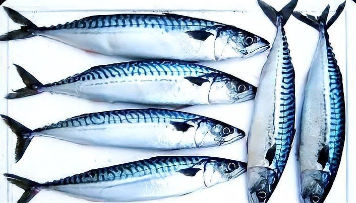 跟秋刀魚很像的魚胖胖的【與秋刀魚外形相似但體型更胖的魚類及其特點解析】