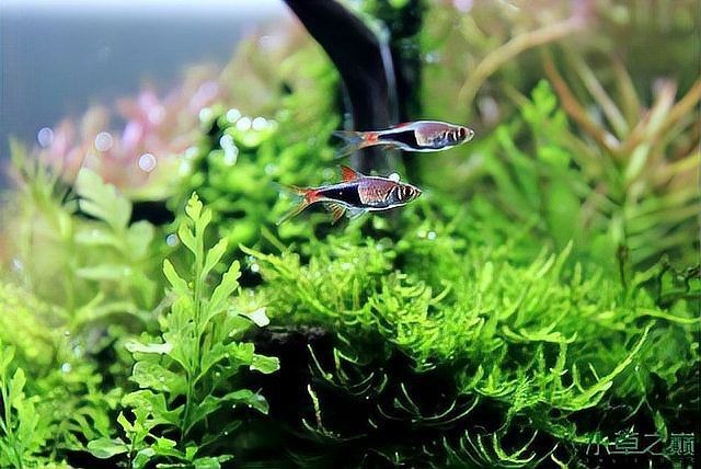 魚一年不喂食會不會死【魚類的耐餓性與極限生存】