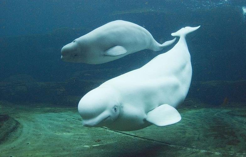 蓬萊水族店【愛企查，蓬萊市登州樂魚軒水族館】