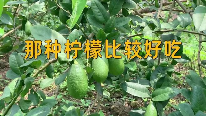 四種檸檬哪個品種最好【尤力克、尤力克、佛手柑、佛手柑、尤力克、尤力克、尤力克的區別】