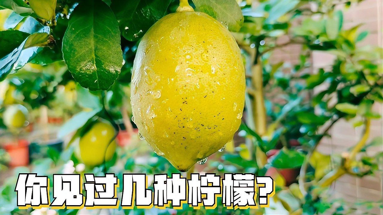 四種檸檬哪個品種最好【尤力克、尤力克、佛手柑、佛手柑、尤力克、尤力克、尤力克的區別】