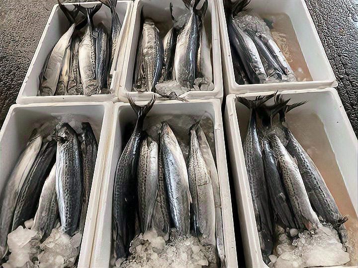 蝠鲼魚(yú)可以吃嗎【蝠鲼魚(yú)與普通鰩魚(yú)】