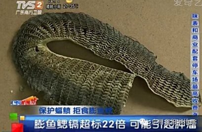 蝠鲼魚(yú)可以吃嗎【蝠鲼魚(yú)與普通鰩魚(yú)】