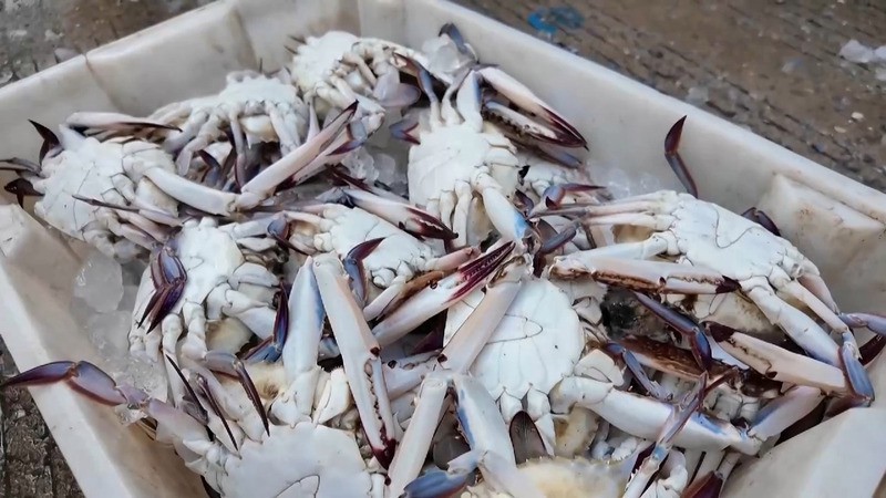 蝠鲼魚(yú)可以吃嗎【蝠鲼魚(yú)與普通鰩魚(yú)】