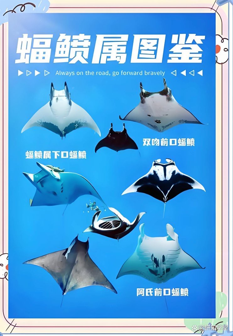 蝠鲼魚(yú)可以吃嗎【蝠鲼魚(yú)與普通鰩魚(yú)】