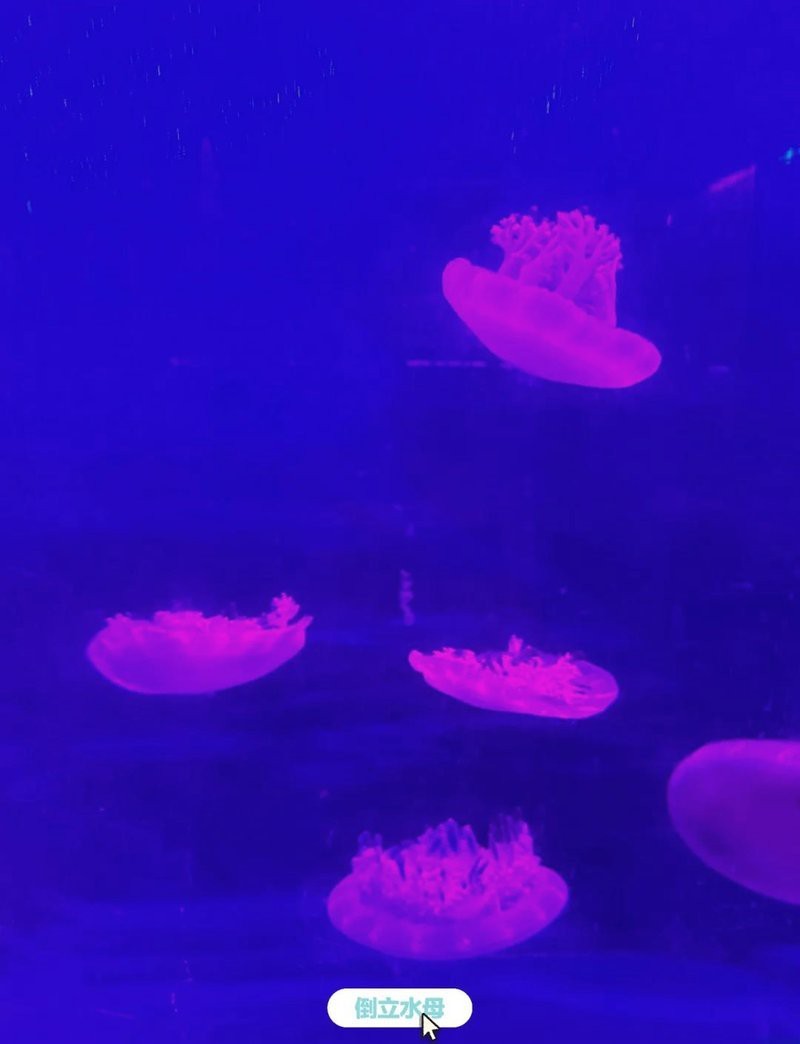 石河子水族店【石河子哪家水族店口碑最好】