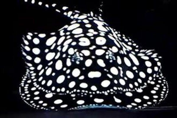 魟魚哪個顏色最值錢【淡水魟魚價格龍巔興趣01:24魟魚最貴三個品種】
