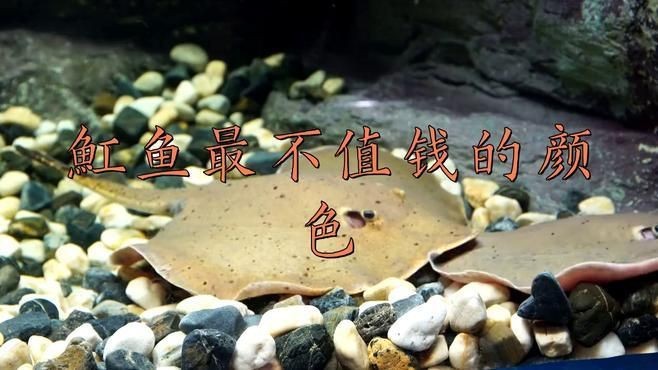 魟魚哪個顏色最值錢【淡水魟魚價格龍巔興趣01:24魟魚最貴三個品種】