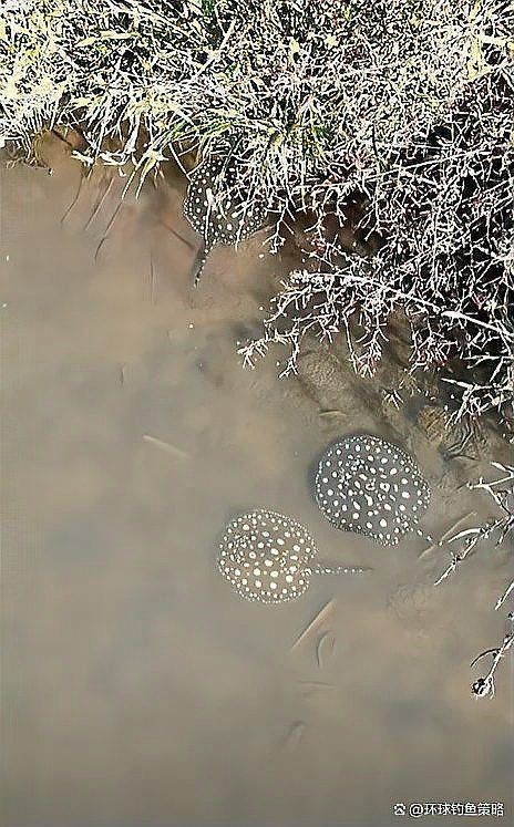 魟魚哪個顏色最值錢【淡水魟魚價格龍巔興趣01:24魟魚最貴三個品種】