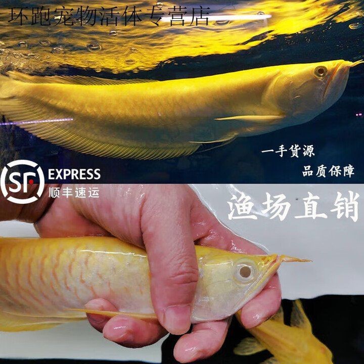 紅眼白子銀龍魚苗【紅眼白子銀龍魚苗飼養全攻略,紅眼白子銀龍魚苗飼養之旅】