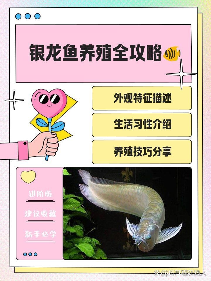 紅眼白子銀龍魚苗【紅眼白子銀龍魚苗飼養全攻略,紅眼白子銀龍魚苗飼養之旅】