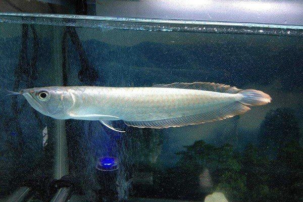 紅眼白子銀龍魚苗【紅眼白子銀龍魚苗飼養全攻略,紅眼白子銀龍魚苗飼養之旅】