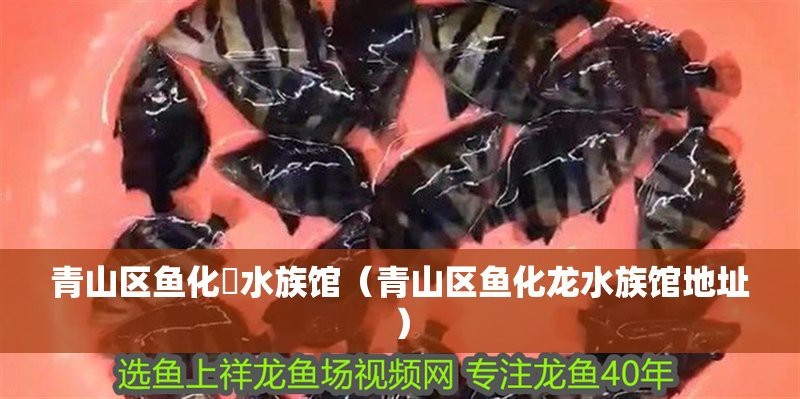 青山龍魚店