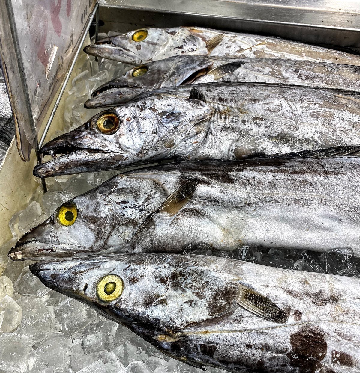 刀魚為什么那么貴【刀魚為什么這么貴】