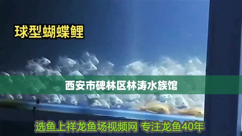 <strong><mark>碑林</mark></strong>水族店【西安市<strong><mark>碑林</mark></strong>區海光水族店怎么樣】