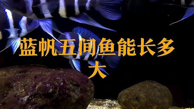 藍帆五間魚【藍帆五間魚能長多大寵物健康師50cm】