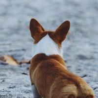 火神猛禽大雕魔龍選哪個【華碩猛禽、七彩虹igame火神、技嘉aorus超級雕和微星suprim魔龍】