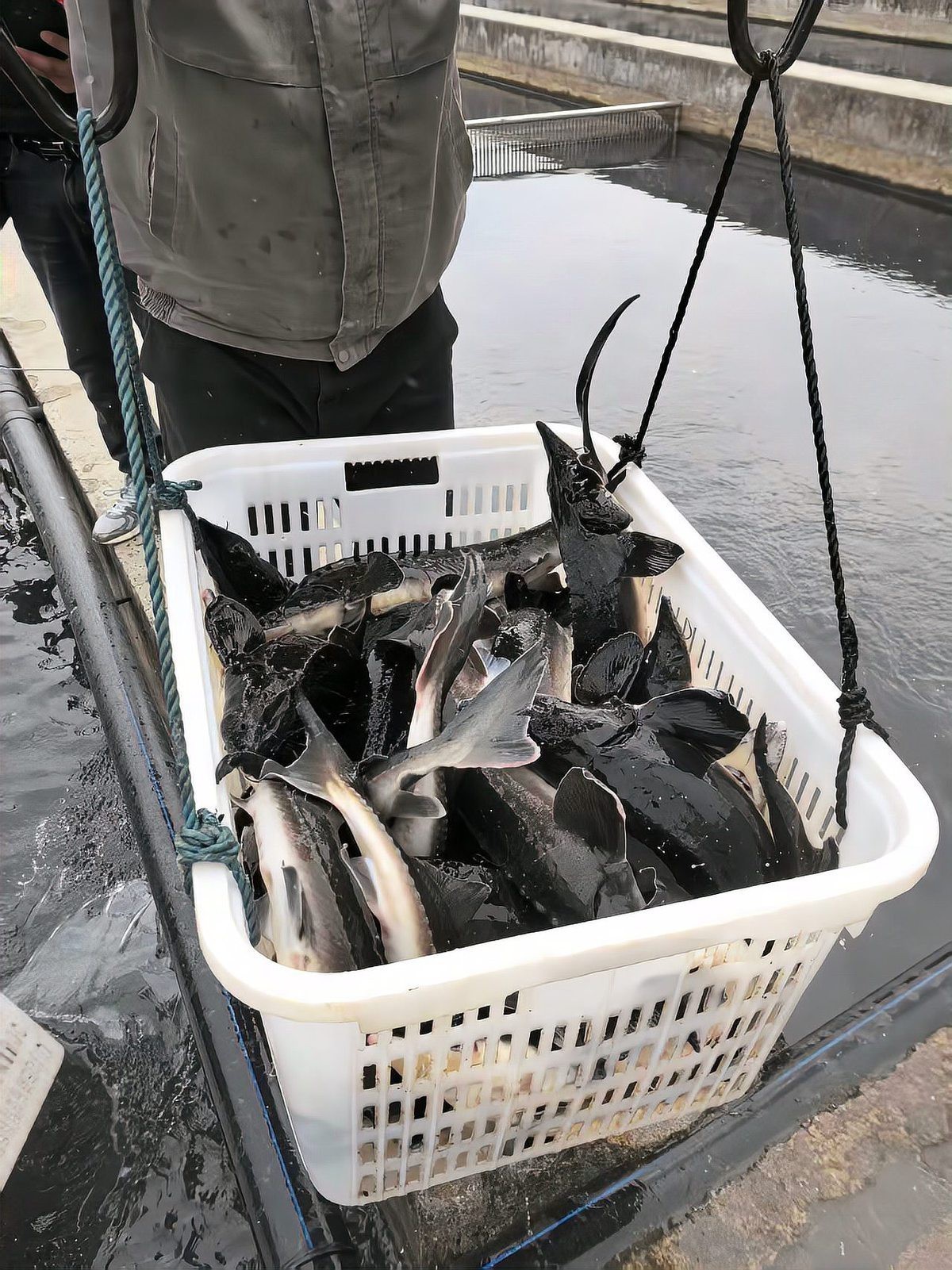 鎮(zhèn)寧龍魚店【貴州省人民政府鎮(zhèn)寧周邊有哪些水族市場具體聯(lián)系方式】