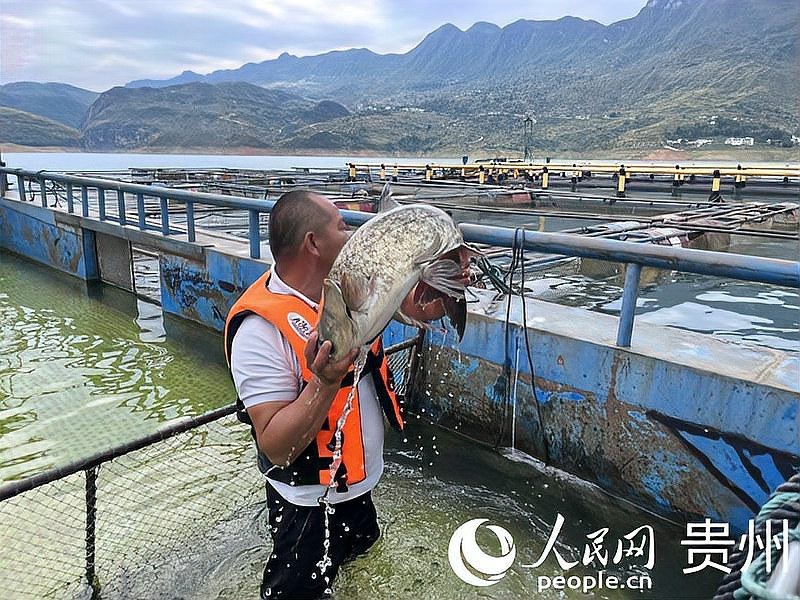 鎮(zhèn)寧龍魚店【貴州省人民政府鎮(zhèn)寧周邊有哪些水族市場具體聯(lián)系方式】