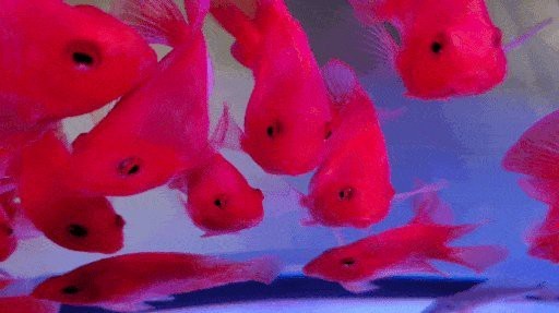 廣安區龍魚店【廣安區龍魚店口碑最好如何辨別龍魚的真偽和品質】