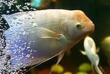 能再詳細說說招財貓魚的繁殖嗎？【招財貓魚多久能繁殖】